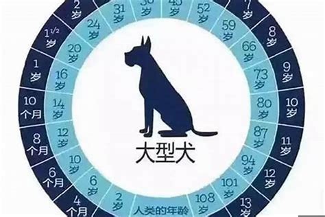 属狗的今年几岁